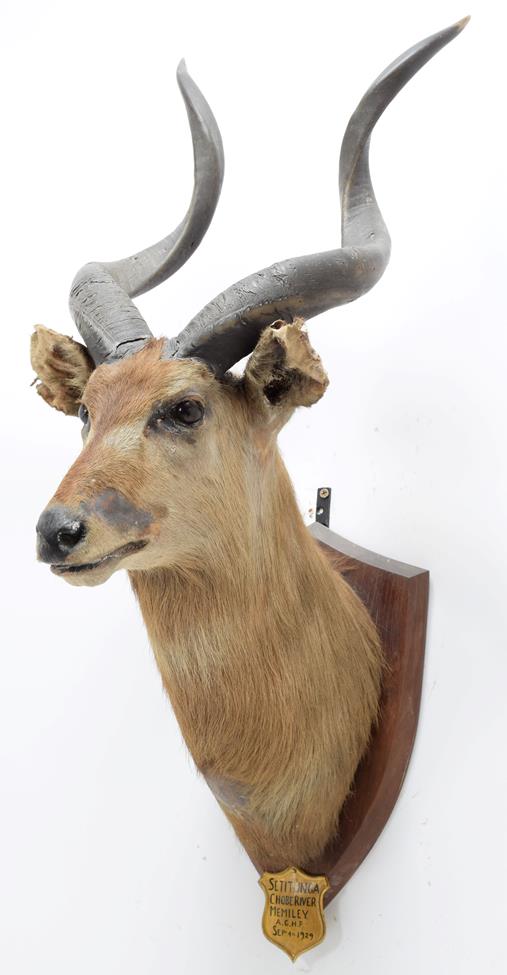 Taxidermy: Zambezi Sitatunga (Tragelaphus selousi), circa September 04th 1929, Chobe River, by J. - Image 2 of 3