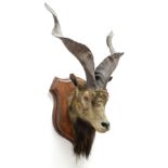 Taxidermy: Astor Markhor (Capra falconeri falconeri), circa June 26th 1871, Kajnag, Kashmir,