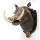 Taxidermy: Bush Pig & Common Warthog, circa 1931 - 1930, South Africa, adult Bush Pig head mount