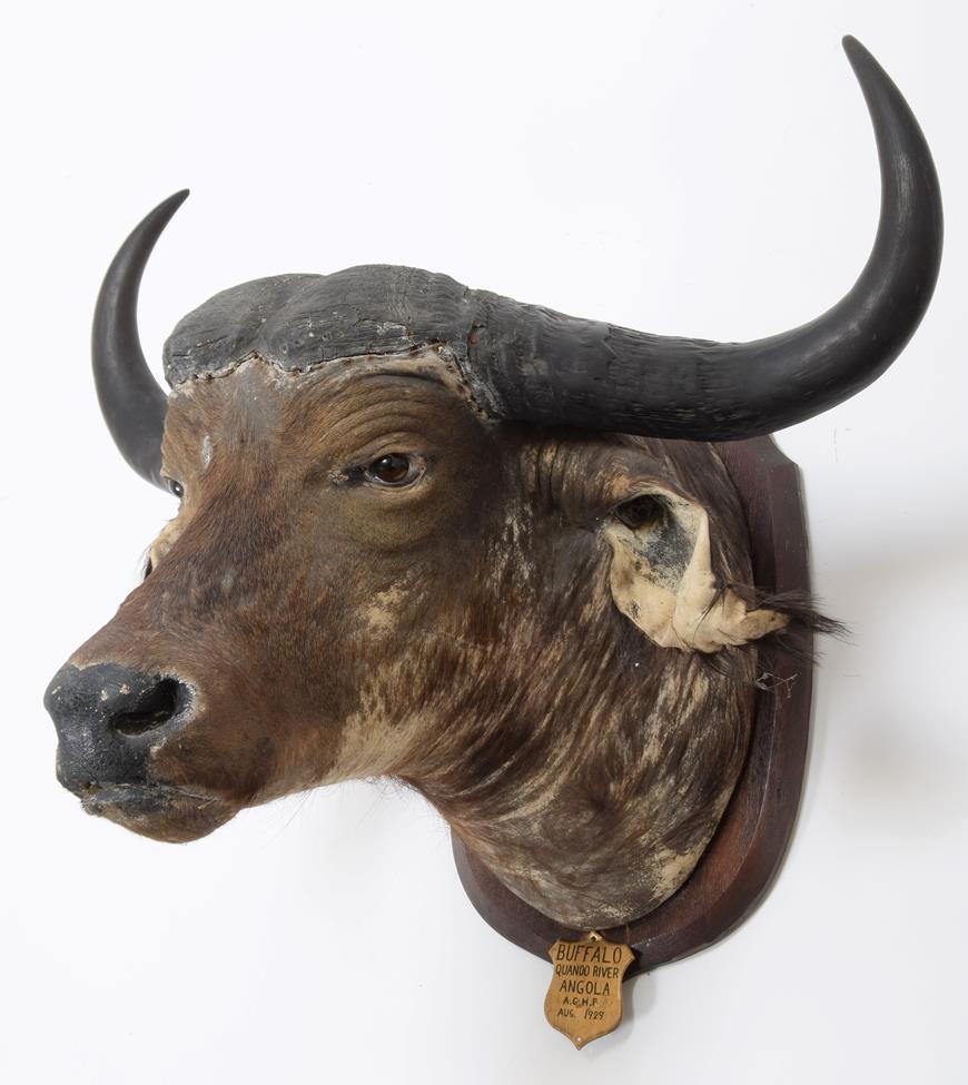 Taxidermy: African Cape Buffalo (Syncerus caffer), circa August 1929, Angola, South Africa, adult - Image 2 of 3