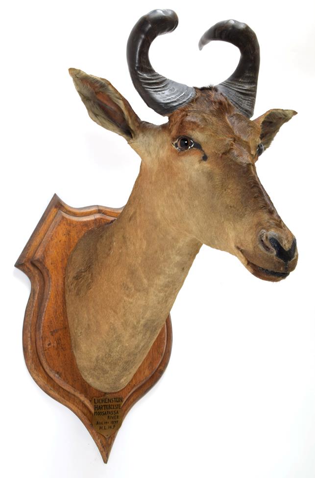 Taxidermy: A Pair of Lichtenstein's Hartebeest's (Alcelaphus lichtensteinii), circa August 1897,