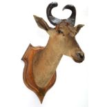 Taxidermy: A Pair of Lichtenstein's Hartebeest's (Alcelaphus lichtensteinii), circa August 1897,