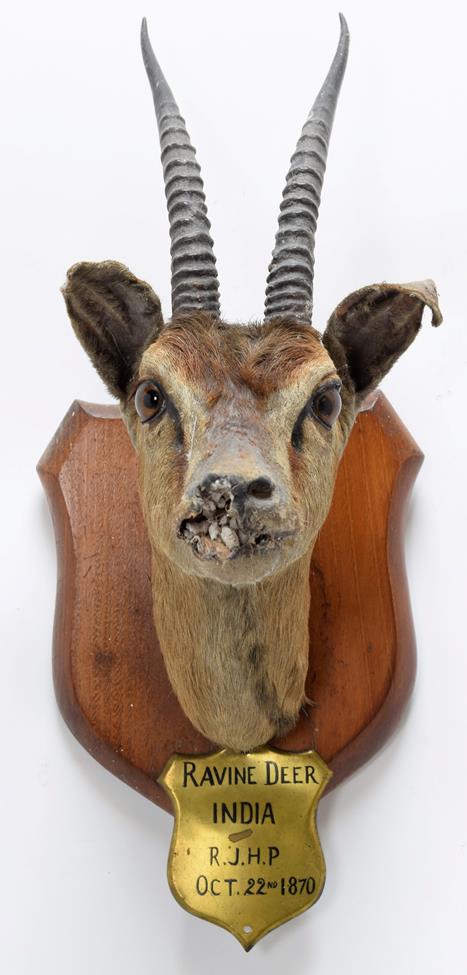 Taxidermy: Indian Blackbuck & Chinkara, circa 1874 & 1870, India, adult male Blackbuck neck mount - Image 5 of 6