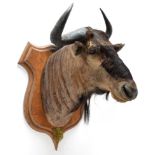 Taxidermy: Blue Wildebeest & Common Waterbuck, circa 1897, South Africa, an adult male Blue