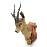 Taxidermy: Chinkara or Indian Gazelle (Gazella bennettii), circa January 29th 1881, Hussan Abdul,