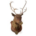 Taxidermy: European Reindeer (Rangifer tarandus), circa 1876, Norway, a young adult male head