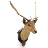 Taxidermy: Fallow Deer (Dama dama), circa 1901, Hopley Farm, Hodnet, by Rowland Ward ''The