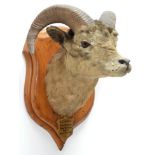 Taxidermy: Big Horn Sheep (Ovis canadensis), circa August 29th 1878, Rocky Mountains, North West