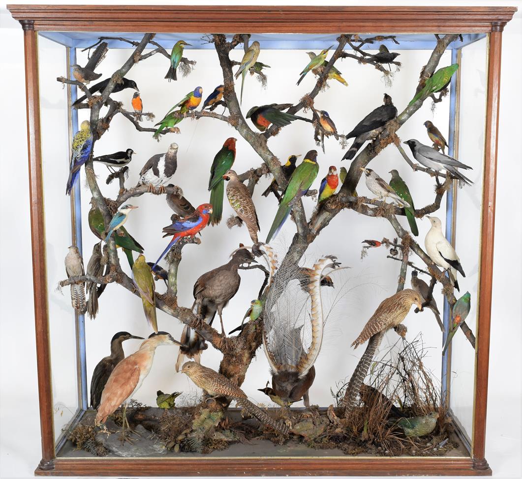 Taxidermy: A Large Cased Diorama of Birds Native to Australasia, circa 1872, Australia, attributed