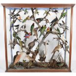 Taxidermy: A Large Cased Diorama of Birds Native to Australasia, circa 1872, Australia, attributed