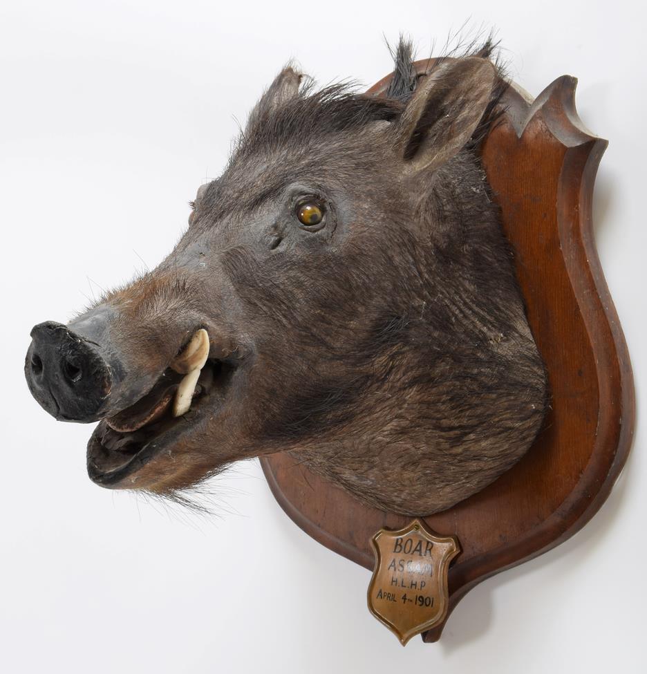 Taxidermy: Indian Wild Boar (Sus scrofa cristatus), circa April 04th 1901, Assam, Northeastern - Image 2 of 4