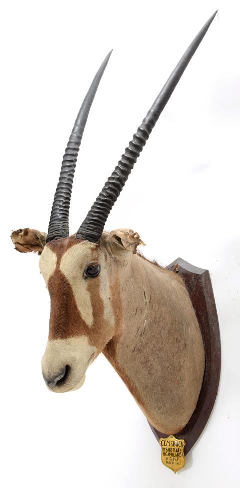 Taxidermy: A Pair of Gemsbox Oryx (Gazella gazella), circa 1931, Mount Babe Flats, N. Gamiland,