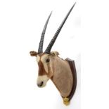 Taxidermy: A Pair of Gemsbox Oryx (Gazella gazella), circa 1931, Mount Babe Flats, N. Gamiland,