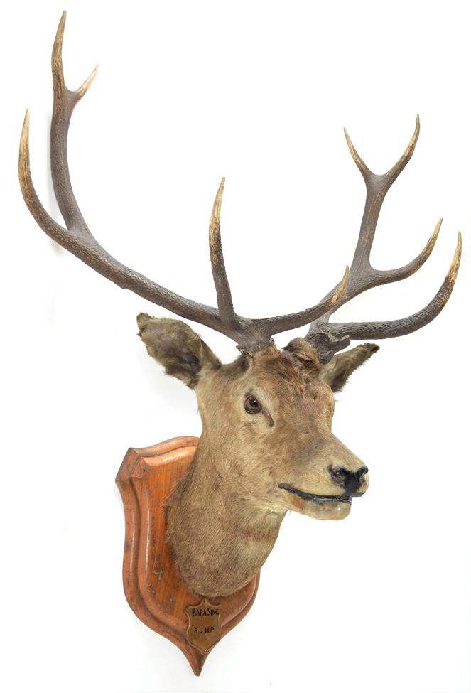 Taxidermy: Kashmir Deer or Hangul (Cervus elaphus hangul), circa 1877, Kashmir, India, large adult