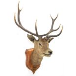 Taxidermy: Kashmir Deer or Hangul (Cervus elaphus hangul), circa 1877, Kashmir, India, large adult