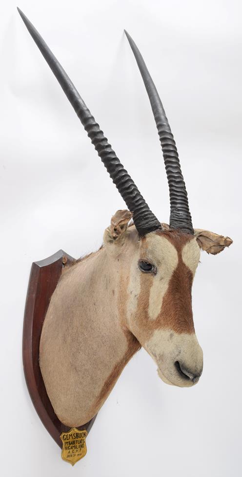 Taxidermy: A Pair of Gemsbox Oryx (Gazella gazella), circa 1931, Mount Babe Flats, N. Gamiland, - Image 3 of 6