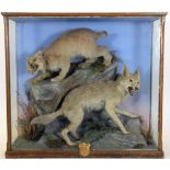 Taxidermy: A Large Cased North American Lynx & Coyote, circa 1872, by Henry Shaw, Taxidermy,