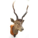 Taxidermy: Kashmir Deer or Hungul (Cervus elaphus hangul), circa September 27th 1877, Kashmir,