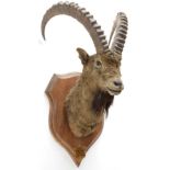 Taxidermy: Mid-Asian Ibex (Capra Sibirica alaiana), circa June 04th 1884, Zanskar, Ladakh,