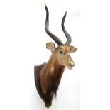 Taxidermy: Cape Greater Kudu & Lowland Nyala, circa 1929, by J.R. Ivy Taxidermy, Pretoria, South