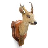 Taxidermy: Indian Muntjac (Muntiacus muntjak), circa September 24th 1886, Theree, India, adult