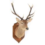 Taxidermy: Scottish Red Deer (Cervus elaphus), circa 1994, Battyn Ballimore, Perthshire, high