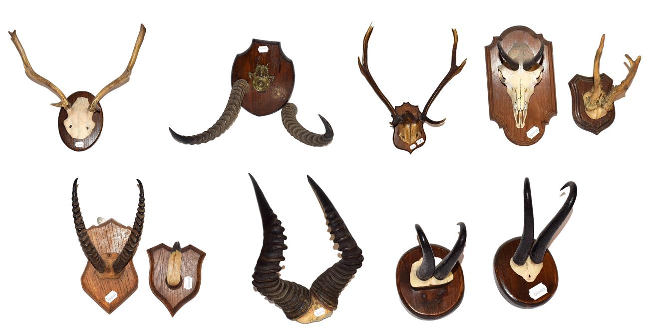 ~ Antlers/Horns: A Collection of African & European Game Trophy Horns & Antlers, comprising - Cape