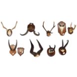 ~ Antlers/Horns: A Collection of African & European Game Trophy Horns & Antlers, comprising - Cape