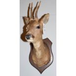 Taxidermy: Roebuck (Capreolus capreolus), circa late 20th century, adult buck shoulder mount looking