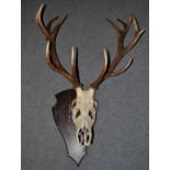 Antlers/Horns: European Red Deer Antlers (Cervus elaphus), circa late 20th century, a set of