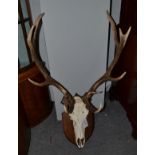 Antlers/Horns: European Red Deer Antlers (Cervus elaphus), circa late 20th century, a set of