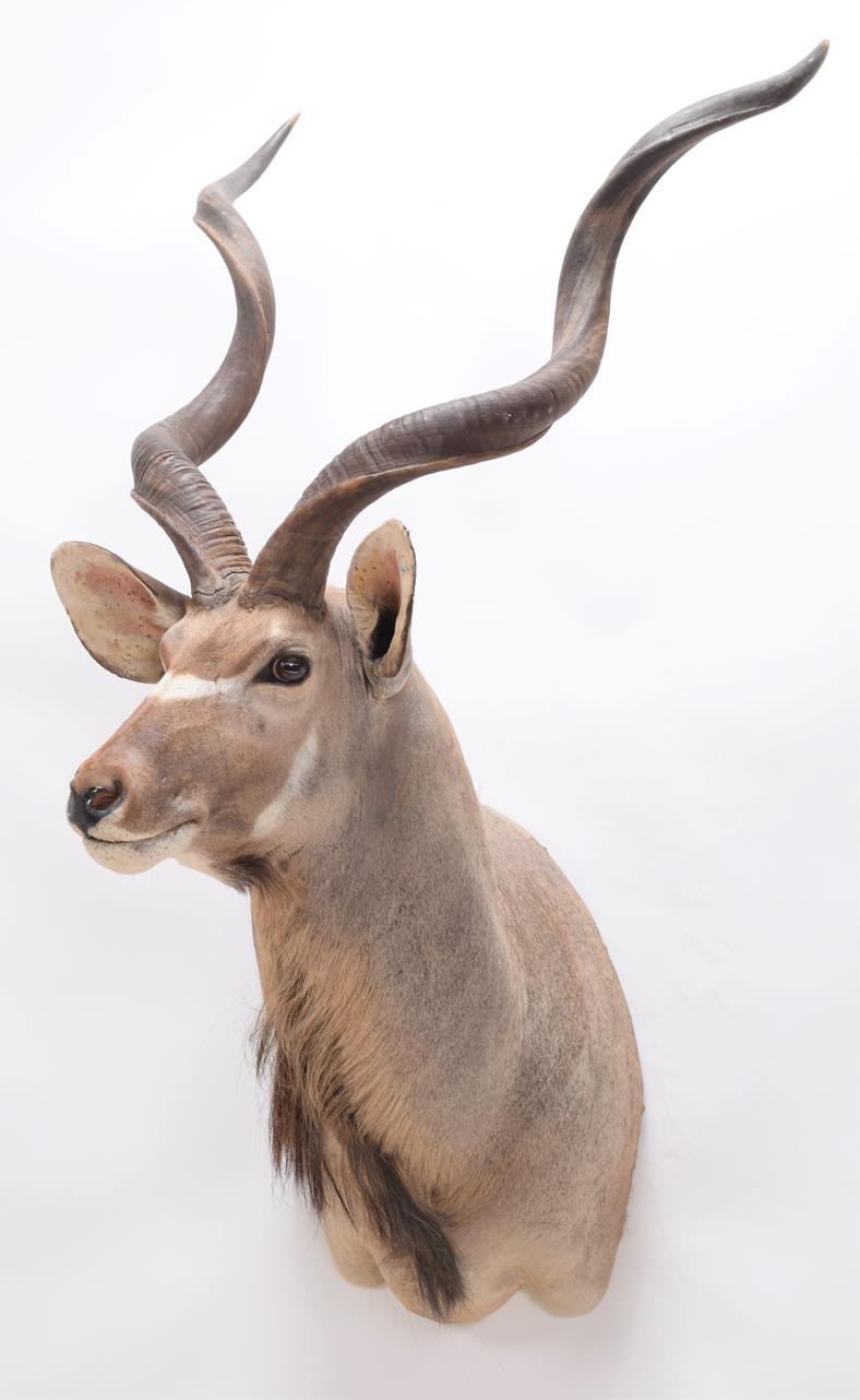 Taxidermy: Cape Greater Kudu (Strepsiceros strepsiceros), modern, South Africa, a high quality large - Image 2 of 3
