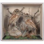 Taxidermy: A Cased Pair of Tawny Owls (Strix aluco), circa 1880-1900, a pair of adult full mounts,