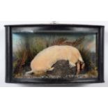 Taxidermy: A Wall Cased Golden Mole (Talpa europaea), modern, Crow Hills, Farm, Leyburn, by A.J.