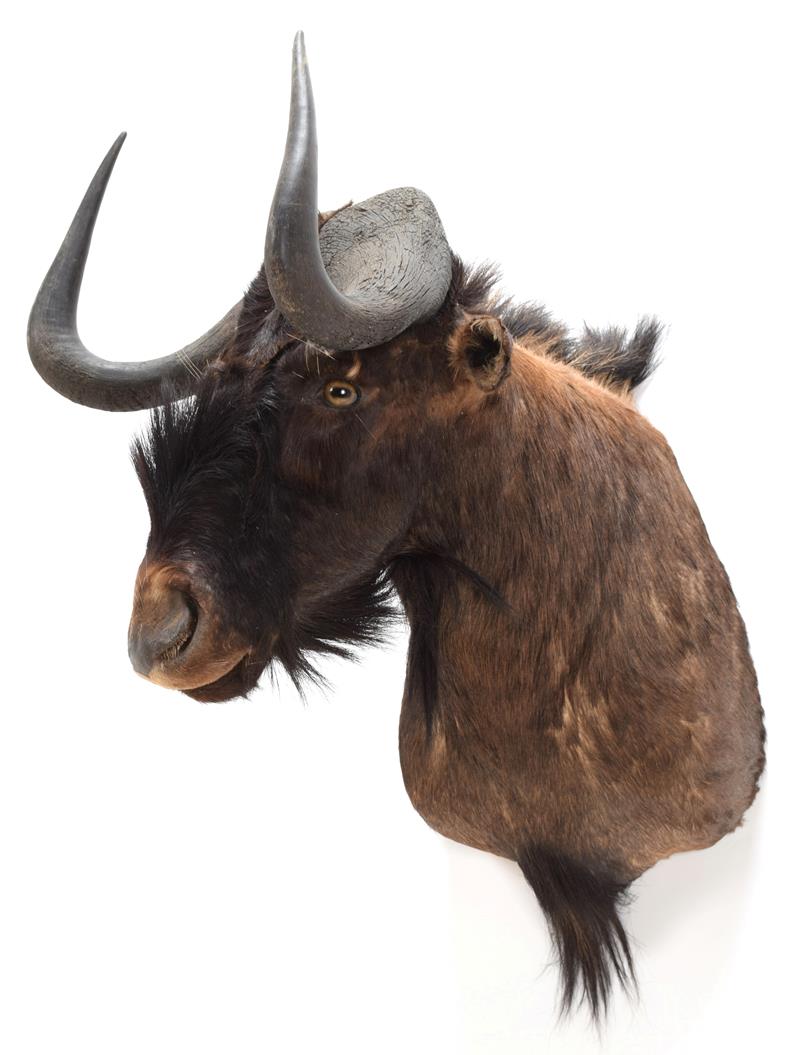 Taxidermy: Black Wildebeest (Connochaetes gnou), modern, a high quality adult male shoulder mount,