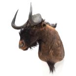 Taxidermy: Black Wildebeest (Connochaetes gnou), modern, a high quality adult male shoulder mount,
