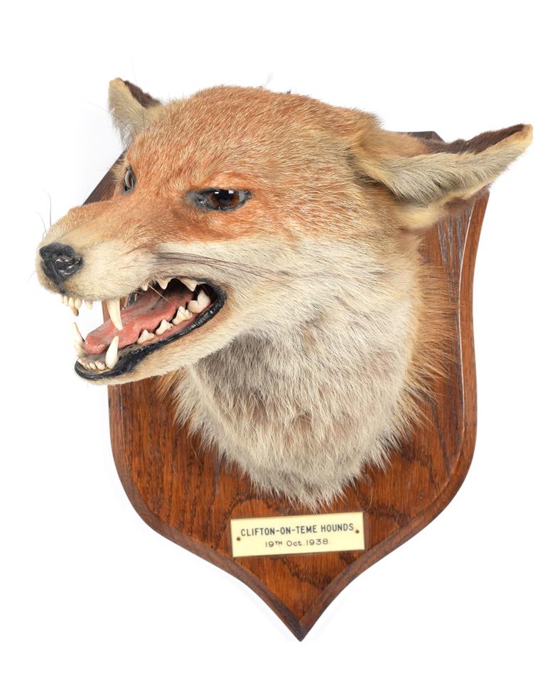 Taxidermy: Red Fox Mask (Vulpes vulpes), dated 19th Oct 1938, by E.F. Spicer, Taxidermy, 58 Suffolk