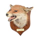 Taxidermy: Red Fox Mask (Vulpes vulpes), dated 19th Oct 1938, by E.F. Spicer, Taxidermy, 58 Suffolk