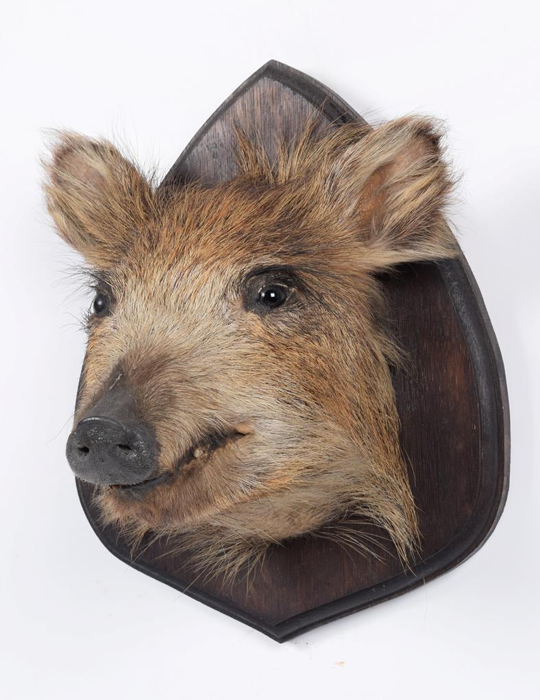 Taxidermy: European Wild Boar Piglet (Sus scrofa), circa late 20th century, a piglet head mount - Image 2 of 3