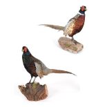 Taxidermy: A Pair of Ring-Necked Pheasants (Phasianus colchicus), modern, a pair of full mount adult