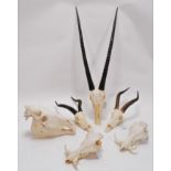 Horns/Skulls: A Selection of African Game Trophy Skulls, a varied selection to include - Burchells