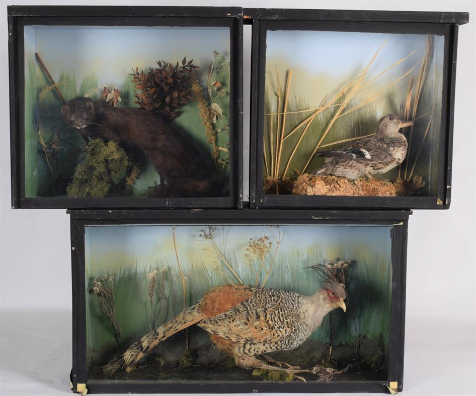 Taxidermy: Three Cased Animal & Birds, circa late 20th century, comprising - a cased adult Cheer