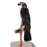 Taxidermy: A Victorian Black-Thighed Falconet (Microhierax fringillarius), circa 1880-1900, in the