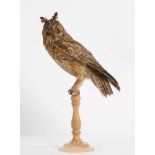 Taxidermy: Long-Eared Owl (Asio otus), circa 1900-1920, a full mount adult with head turning to