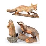 Taxidermy: A Group of European Countryside Animals, circa late 20th century, comprising - full mount