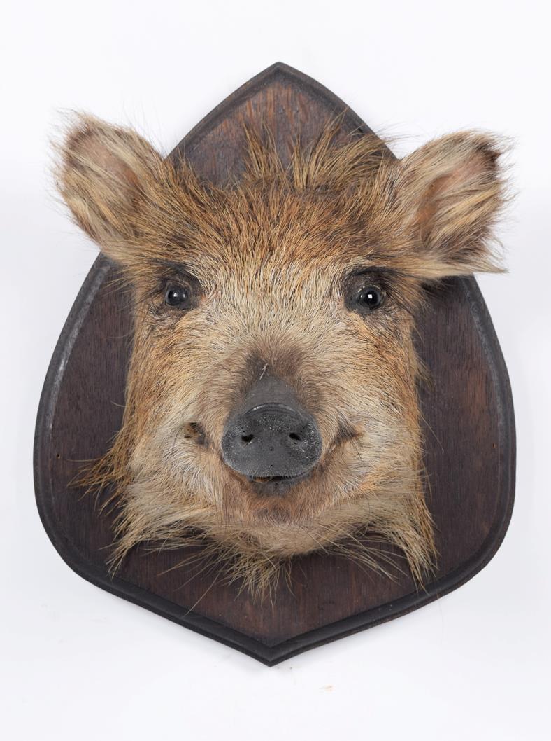 Taxidermy: European Wild Boar Piglet (Sus scrofa), circa late 20th century, a piglet head mount - Image 3 of 3