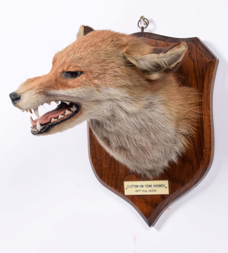 Taxidermy: Red Fox Mask (Vulpes vulpes), dated 19th Oct 1938, by E.F. Spicer, Taxidermy, 58 Suffolk - Image 3 of 4