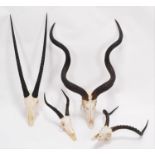 Horns/Skulls: A Selection of African Game Trophy Skulls, modern, to include - Cape Greater Kudu,