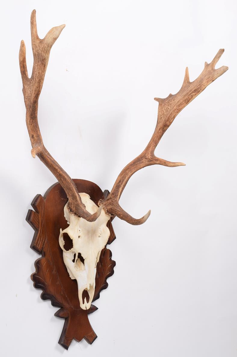 Antlers/Horns: European Fallow Deer (Dama dama), modern, young adult stag antlers on cut upper - Image 2 of 2