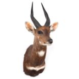 Taxidermy: Cape Bushbuck (Tragelaphus sylvaticus), modern, high quality adult male shoulder mount